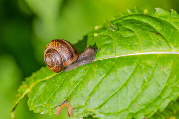Grape snail, side view, crawling along the edge of a long green leaf in the forest thicket