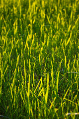 Sunny Backyard Lawn on a Bright Day with Country Living Atmosphere