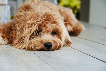 Adorable Puppy Sleeping in Close-Up View, Peaceful and Cute.