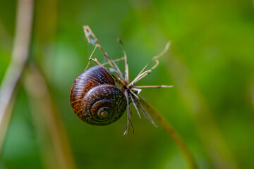 A dry umbrella plant on which a garden snail with a round shell has comfortably settled