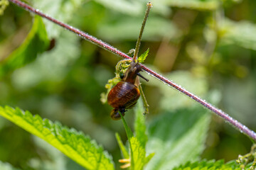 A garden snail climbing up a leaf toward a tree branch in a summer forest