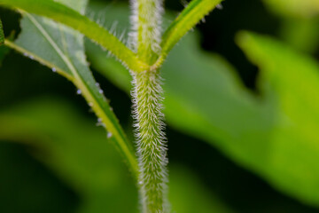 Macro photograph of a green stem of dioecious nettle with small soft needles