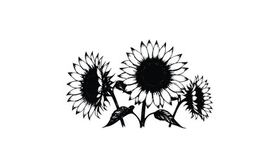 Black and white sunflower illustration showing detailed floral design. Vector retro hand drawn illustration
