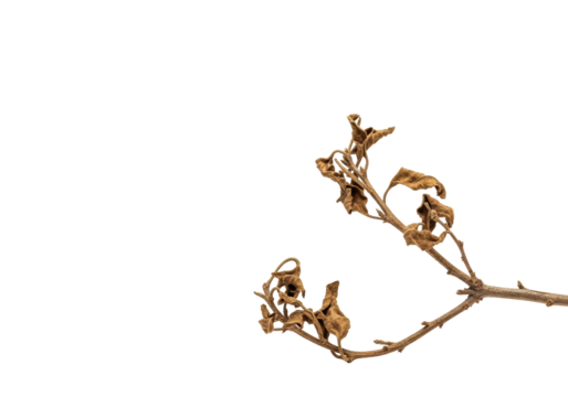 Extreme close-up macro of a single parched, ochre-brown, brittle trailing branch with shriveled leaves, isolated on transparent with soft shadows, concept of natural decay and resilience