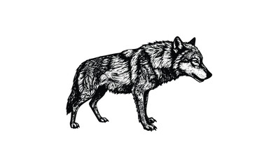 Fototapeta premium Intricate black and white wolf illustration with detailed fur and expression. Vector retro hand drawn illustration