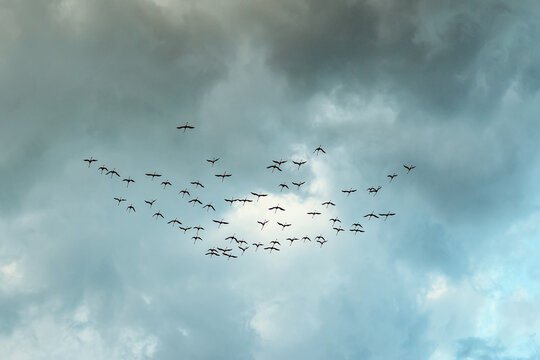Flock of storks flying south in cloudy autumn sky, rainy evening, seasonal migration moment. Concept of storks migration, autumn change, natural instinct - Powered by Adobe