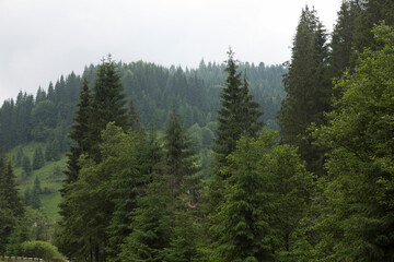 Ukraine Zakarpattia region landscape on a cloudy summer day