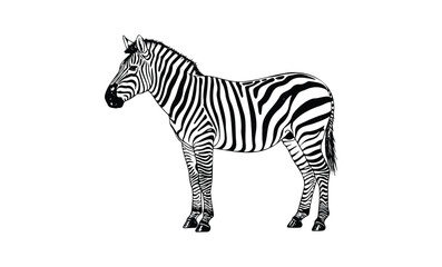 Obraz premium Black and white zebra illustration. Vector retro hand drawn illustration