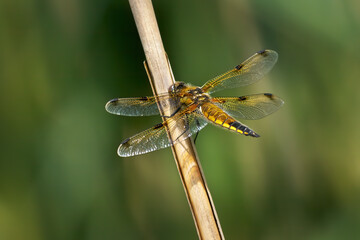 Vierfleck (Libellula quadrimaculata) weibliche Libelle sitzt an einem vertrockneten Schilfrohr - Tälesee, Empfingen, Deutschland