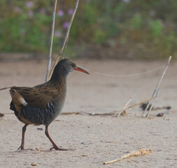 A bird walks on the sand of the beach and looks around intently.
