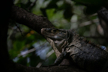 Black Iguana in the Wild, Costa Rica