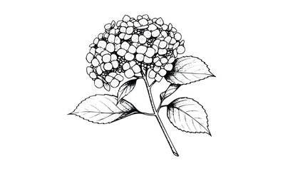 Intricate black and white hydrangea drawing with detailed petals and leaves. Vector retro hand drawn illustration