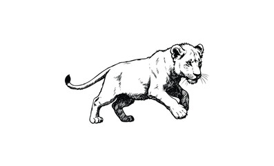 Obraz premium Detailed sketch of a playful lion cub in motion. Vector retro hand drawn illustration
