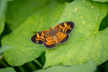 An orange and black Pearl Crescent butterfly rests with its wings spread open on a large green leaf.