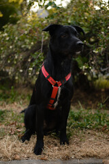 Fototapeta premium A black mixed breed dog with a red harness sits alertly in the grass, looking attentive and focused during a walk in the park