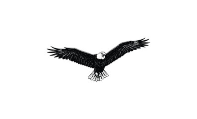 Obraz premium Detailed sketch of a bald eagle in flight with outstretched wings. Vector retro hand drawn illustration