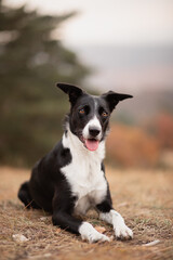 border collie dog lying in a dry grassy field on a mountain in autumn