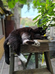 Contented Feline Black and White Cat Relaxing on a Wooden Ladder in a Verdant Garden