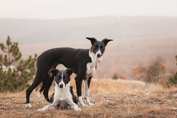group of two border collie dogs doing a standing and lying above each other trick on a hill in an autumn forest