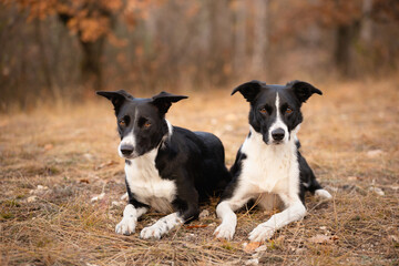 group of two smart border collie dogs lying next to each other on a field in an autumn forest