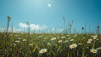 Obraz premium Daisies Blooming in Green Field Against Clear Blue Sky