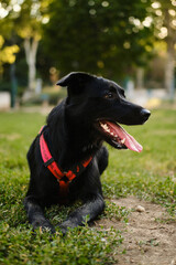 Happy black mutt lying on the grass at the dog park, tongue out after running. Concept of outdoor fun with pets