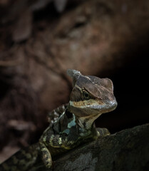 Brown Basilisk Lizard in the Wild, Costa Rica
