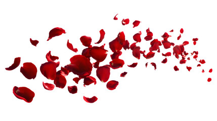 Red rose petals blowing in the air. Movement and natral flow with isolated aganst transparent background