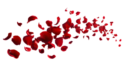 Red rose petals blowing in the air. Movement and natral flow with isolated aganst transparent background