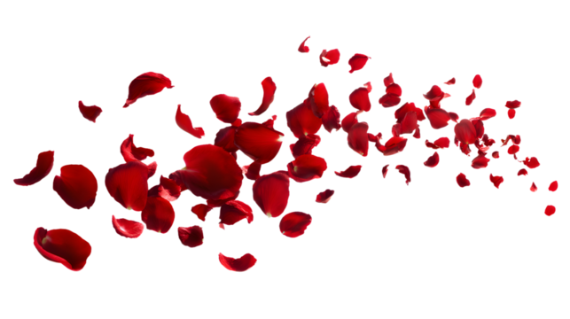 Red rose petals blowing in the air. Movement and natral flow with isolated aganst transparent background