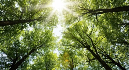 Fototapeta premium Sunbeams through lush green tree canopy looking upward in a peaceful forest