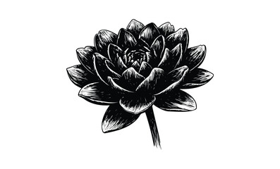 Detailed black and white lotus flower illustration with intricate petals. Vector retro hand drawn illustration