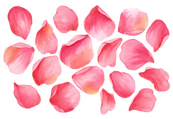 Transparent rose pink petals. Watercolor hand drawn llustration isolated on whte for wedding stationery esign, card print