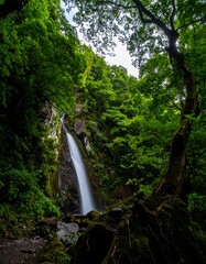 Lush waterfall cascading through verdant forest