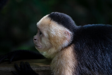 Panamanian White-faced Capuchin Monkey in Manuel Antonio National Park, Costa Rica