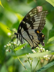 A yellow and black striped tiger swallowtail butterfly sips nectar from a wildflower in the bright summer sunshine.