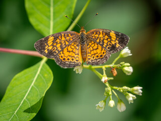 An orange and black Pearl Crescent butterfly rests with its wings spread open on a large green leaf.