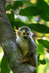 Central American Squirrel Monkey in Manuel Antonio National Park, Costa Rica
