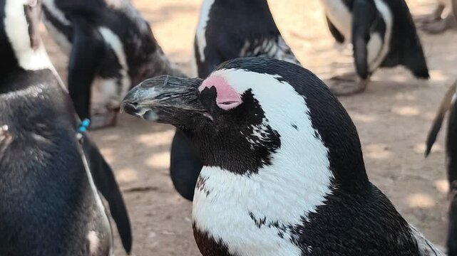 View of an African (Spheniscus demersus) penguin among a group of penguins. This species is confined to southern African waters. It is the only penguin found in the Old World.