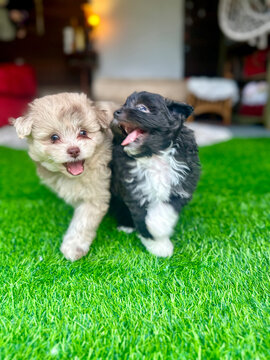 Two Cute Pomapoo Puppies Sitting on Green Grass