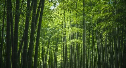 Fototapeta premium Serene Bamboo Grove Sunlight Filtering Through Lush Green Canopy Tranquil Atmosphere Peaceful Retreat Nature Escape