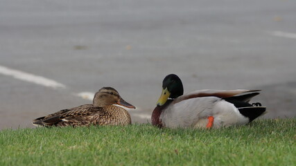 Mallard ducks on the green grass in the city park.