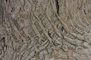Bark of a tree, close-up, texture, background