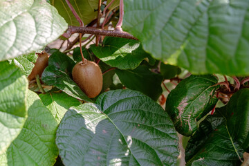 Close-up of fuzzy kiwi fruit growing organically on a leafy branch, bathed in natural light, representing healthy eating, garden freshness, and the bounty of a home orchard.