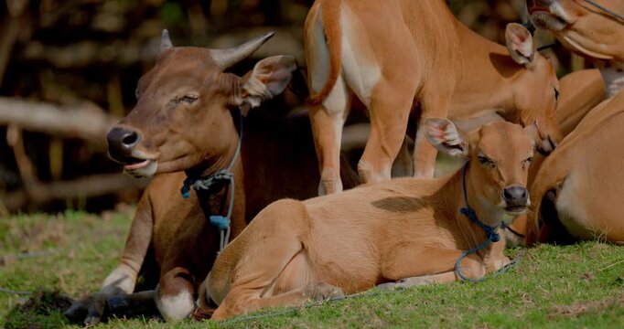 Bali Cattle Family Resting on Grass