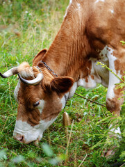Portrait of a brown cow with bell chewing green grass in a meadow.
