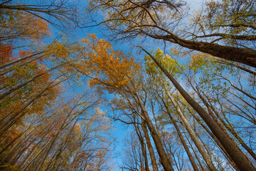 Fototapeta premium Vibrant autumn leaves a bright blue sky in a serene forest setting Cherokee NC USA 