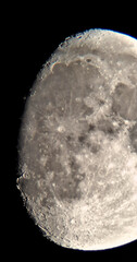 Luna © Steve Fossiant