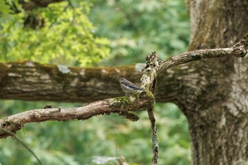 Easter Blue Bird Juvenile