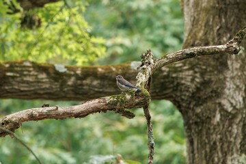 Easter Blue Bird Juvenile